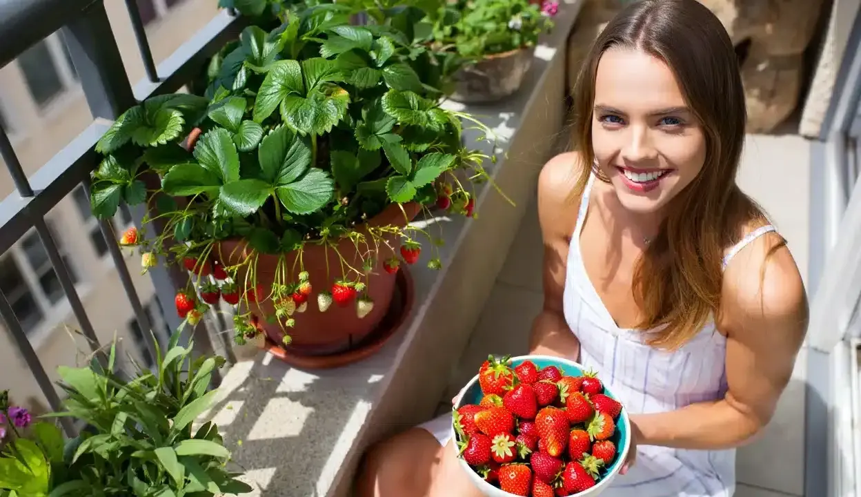 Une femme souriante tient un bol de fraises fraîchement cueillies à côté d'un fraisier en pot débordant de fruits rouges sur un balcon ensoleillé.