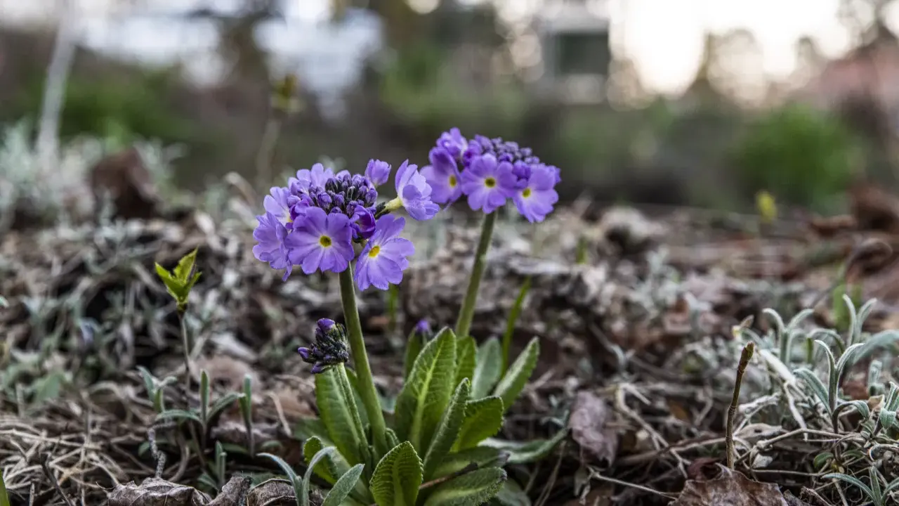 Two purple primroses with yellow centers bloom in dry leaves and soil.