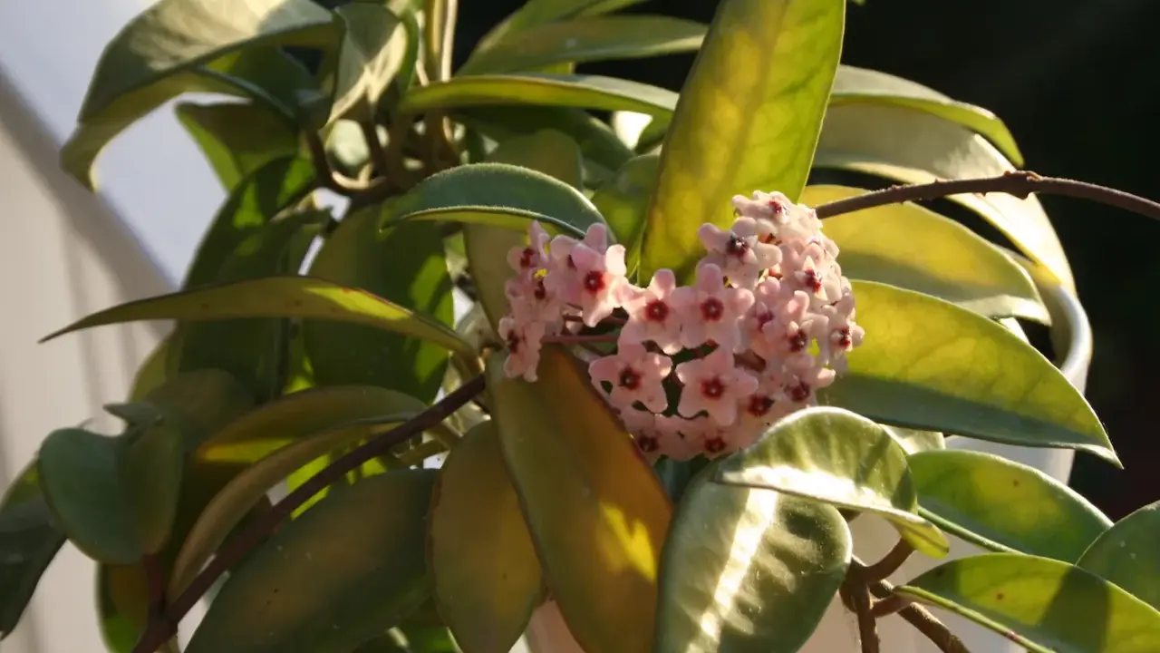 A cluster of delicate pink hoya flowers with dark red centers blooms amidst glossy green leaves, catching the warm sunlight.