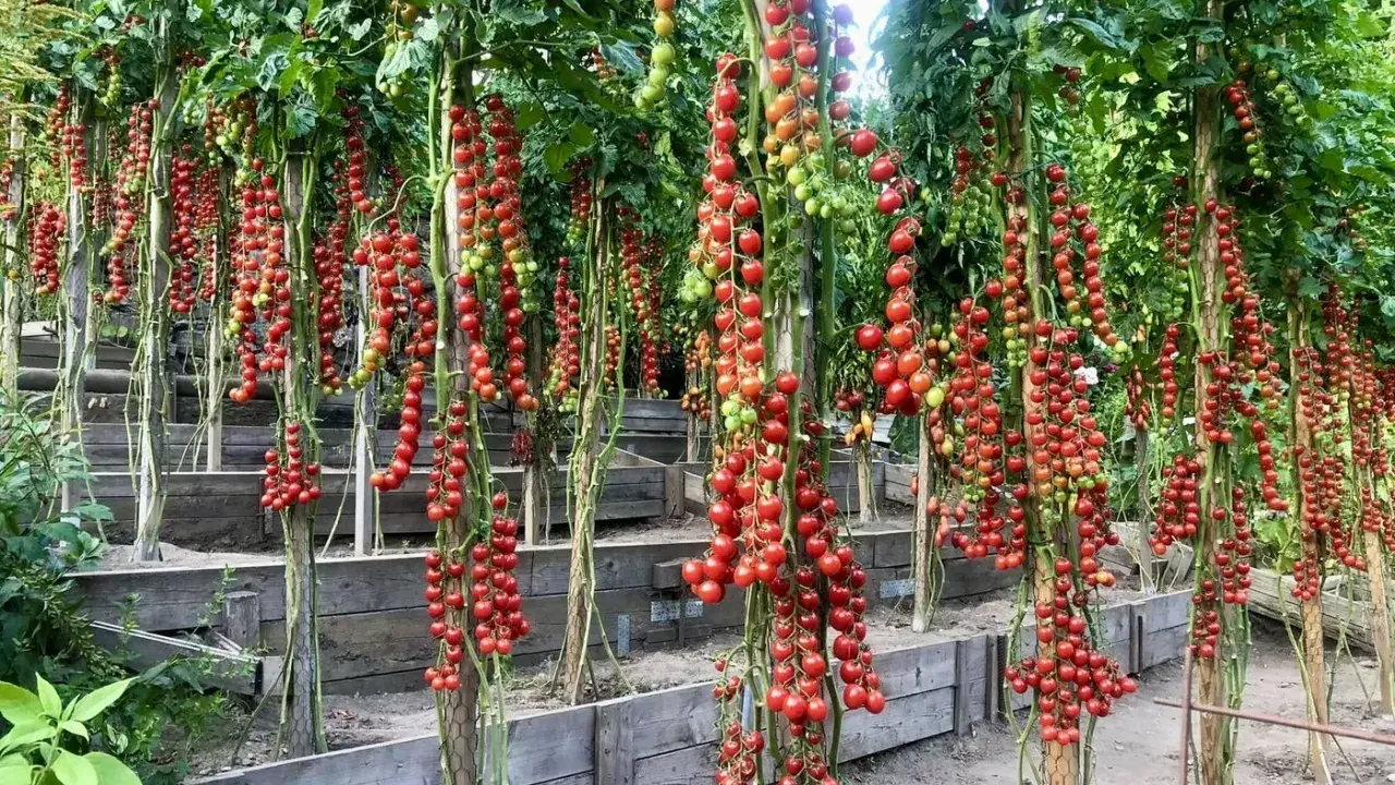 Tomatplantor med klasar av mogna röda körsbärstomater som hänger ner. Bilderna visar hur friska tomater ser ut, utan synliga sjukdomar.