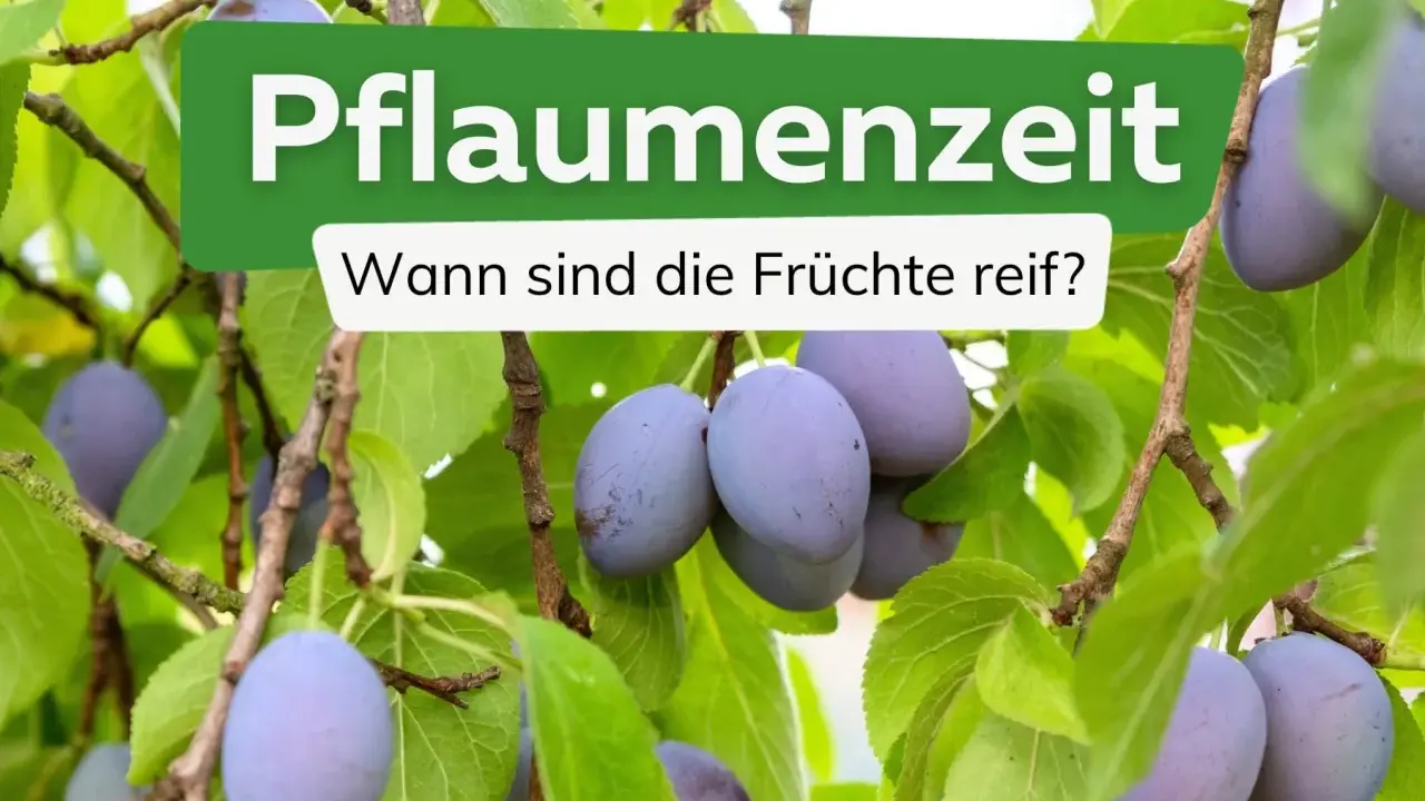 Reife Pflaumen hängen an einem Baum. Die Frage "Wann ist Pflaumenzeit?" wird gestellt, um den perfekten Erntezeitpunkt zu finden.