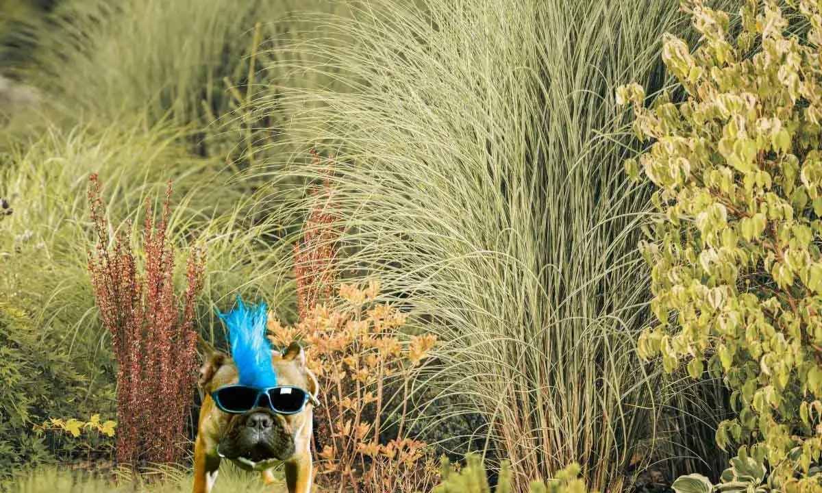 Un bouledogue avec une crête punk bleue et des lunettes de soleil pose dans un jardin luxuriant, un vrai jardin punk.