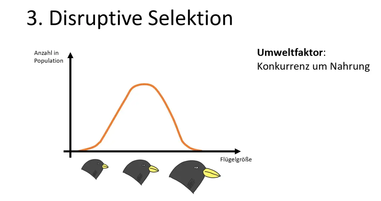 Grafik zeigt disruptive Selektion: Umweltfaktor Konkurrenz um Nahrung begünstigt extreme Flügelgrößen bei Vögeln, während mittlere Größen seltener werden.