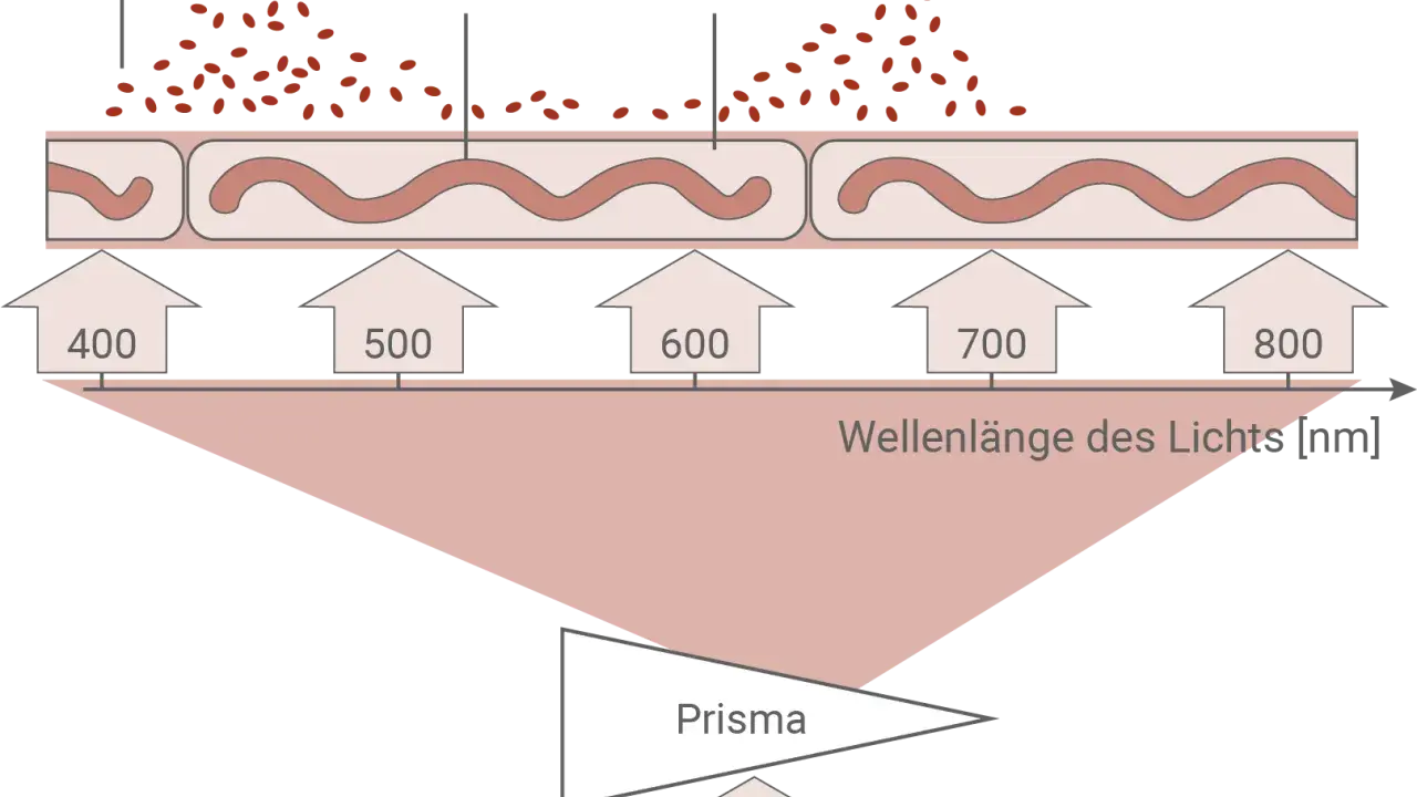 Der Engelmannsche Bakterienversuch zeigt, wie Bakterien sich an Spirogyra-Zellen ansammeln, die von Licht verschiedener Wellenlängen bestrahlt werden.