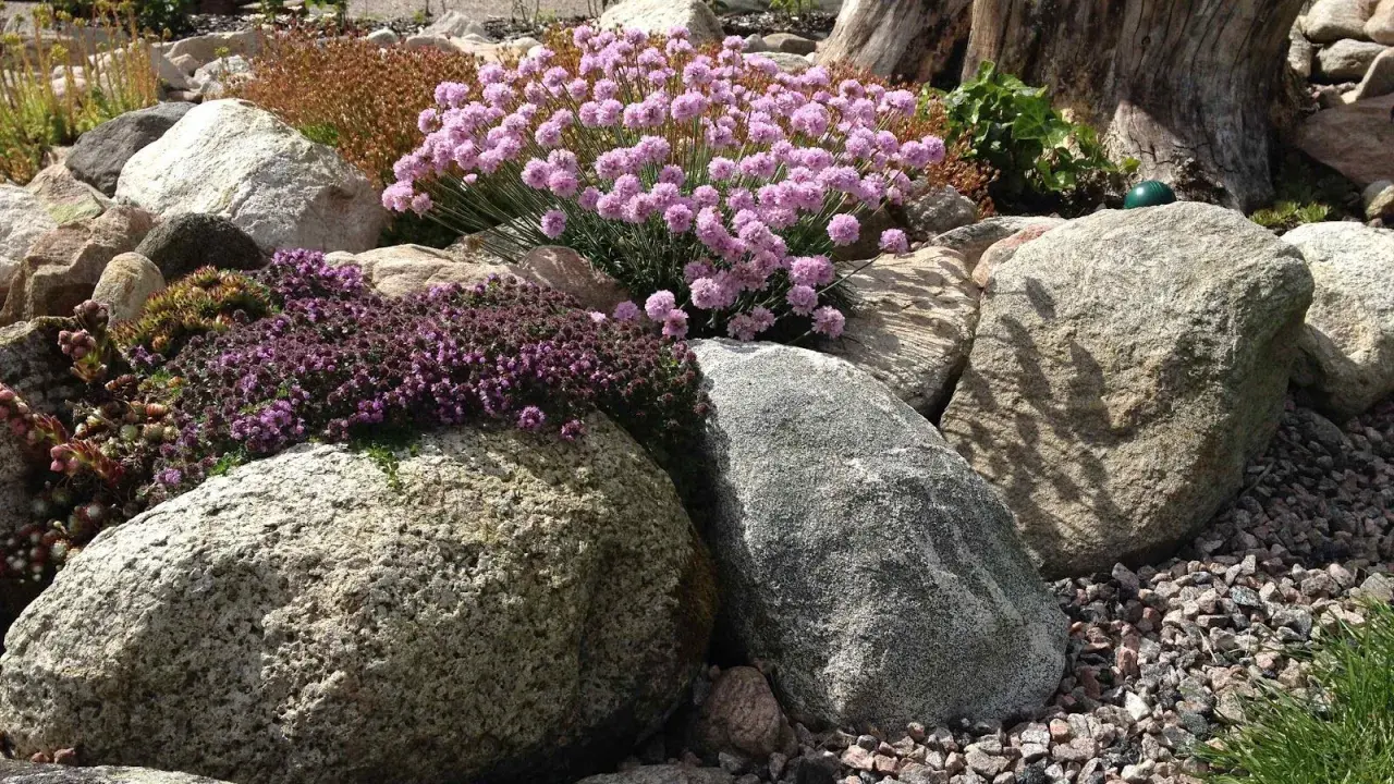 Vacker stenparti inspiration med rosa och lila blommor som klättrar över stora stenar. En gammal trädstam ger karaktär.