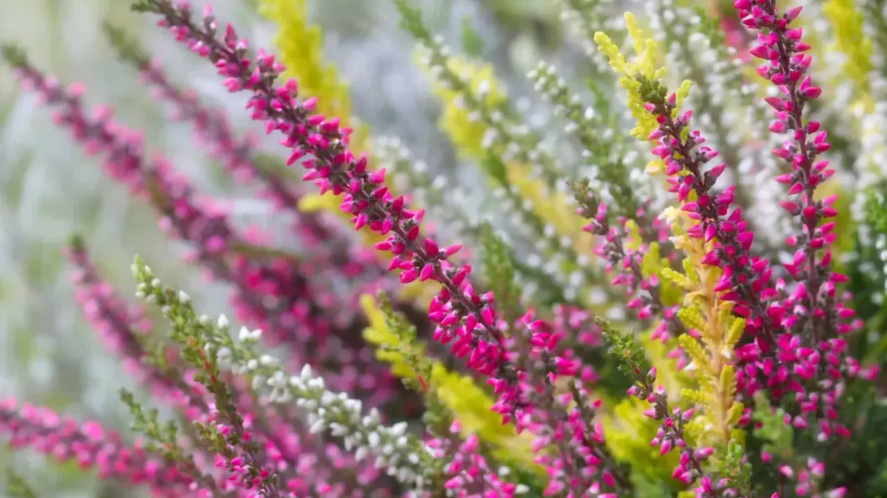 Bunte Heideblüten in Pink, Weiß und Gelb. Eine schöne Erinnerung daran, was man im Herbst pflanzen kann, um Farbe in den Garten zu bringen.