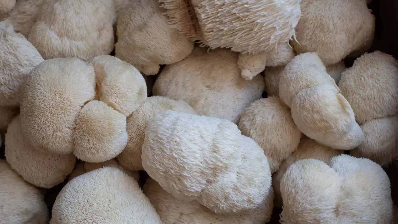 Un amas de champignons lion s mane, d'une blancheur éclatante, évoquant une crinière soyeuse.