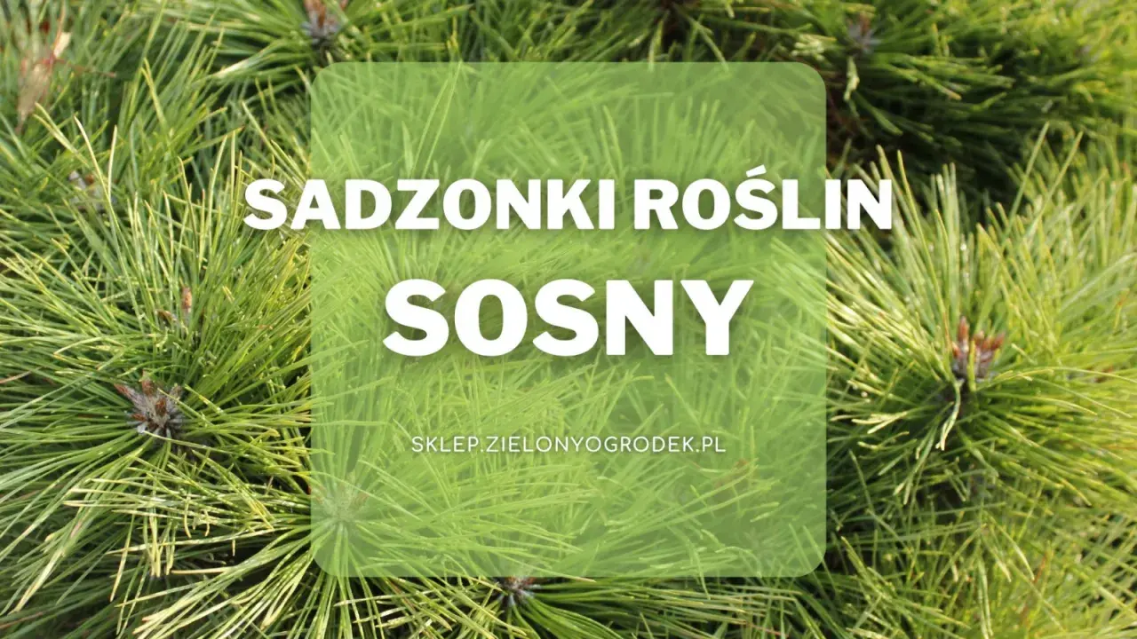 Zielone igły sosny do ogrodu. Sadzonki roślin sosny dostępne w sklepie zielonyogrodek.pl.