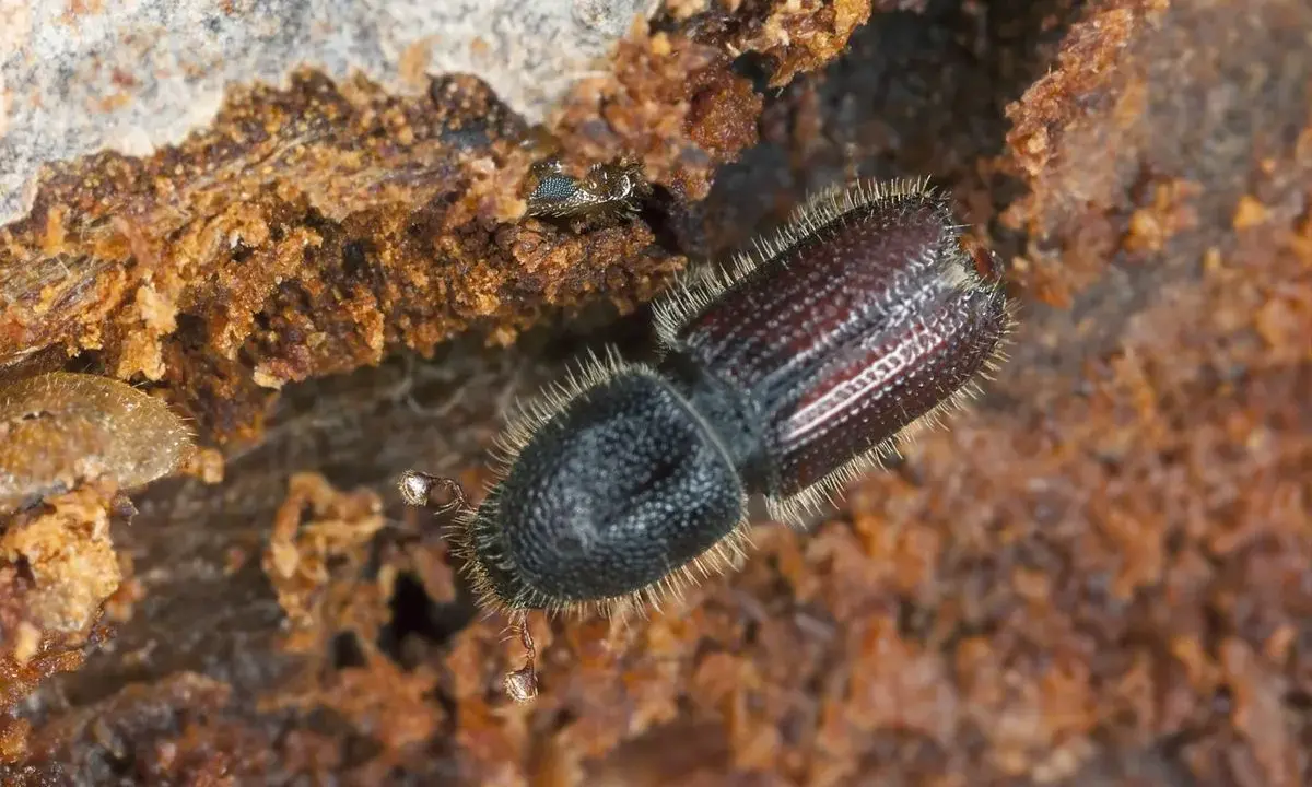 A close-up shows what bark beetles look like: a dark, fuzzy beetle with segmented wings, nestled in rough, brown wood.