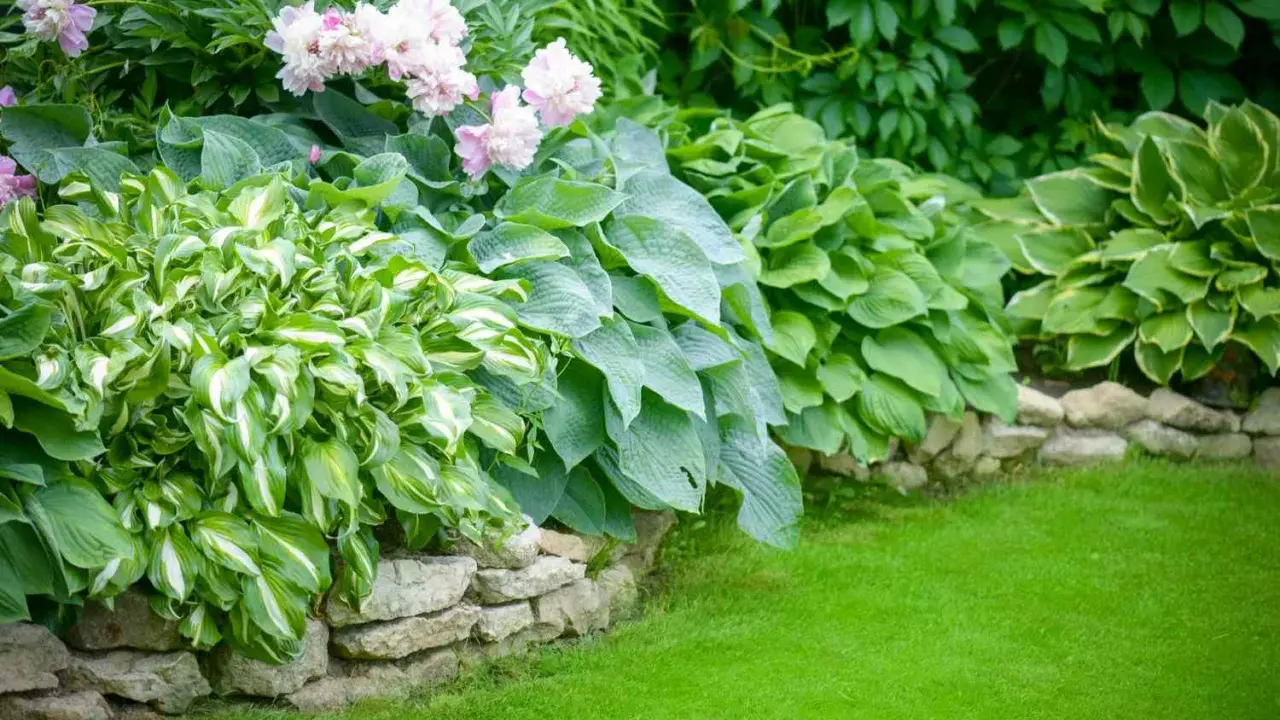 A lush garden bed features variegated and solid green hostas plants, bordered by a stone wall and a vibrant green lawn.