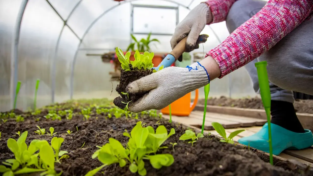 Manos enguantadas plantando lechugas en un invernadero casero.