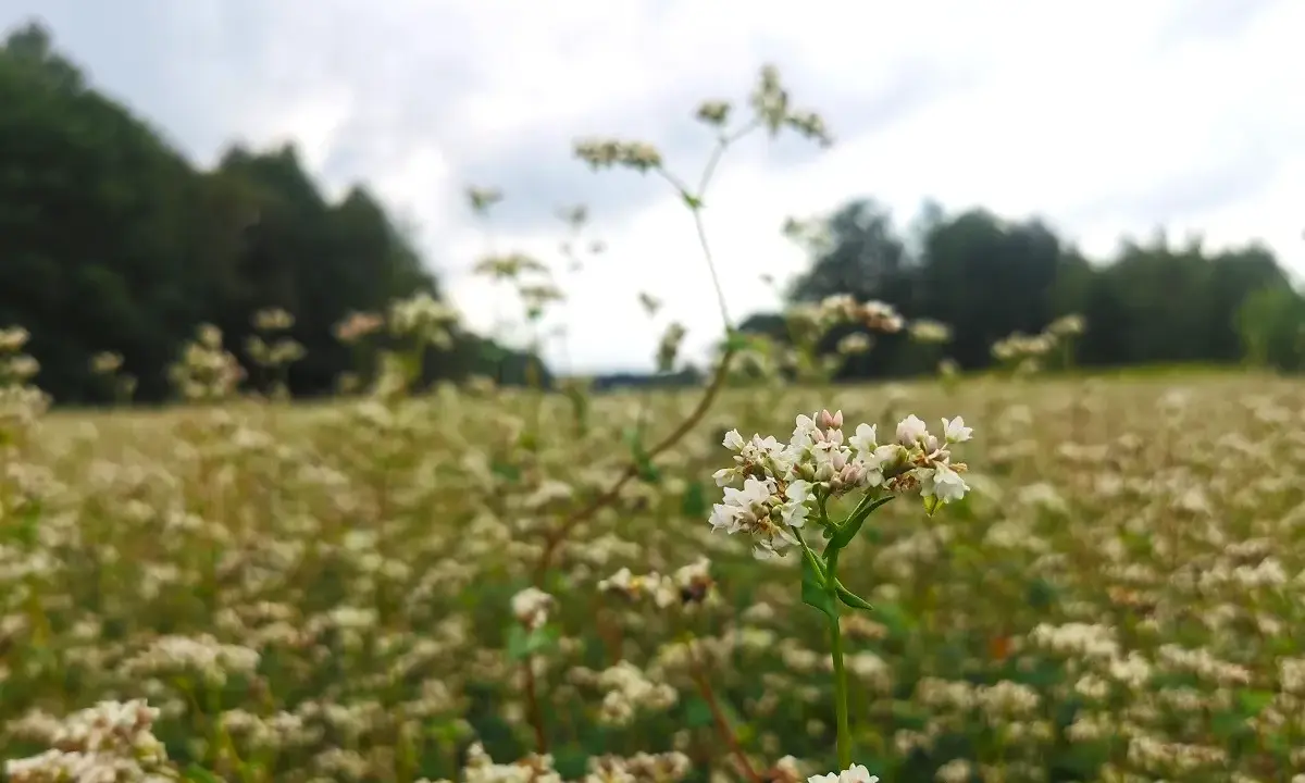 Kwitnienie gryki: kiedy pola stają się miodowym rajem?