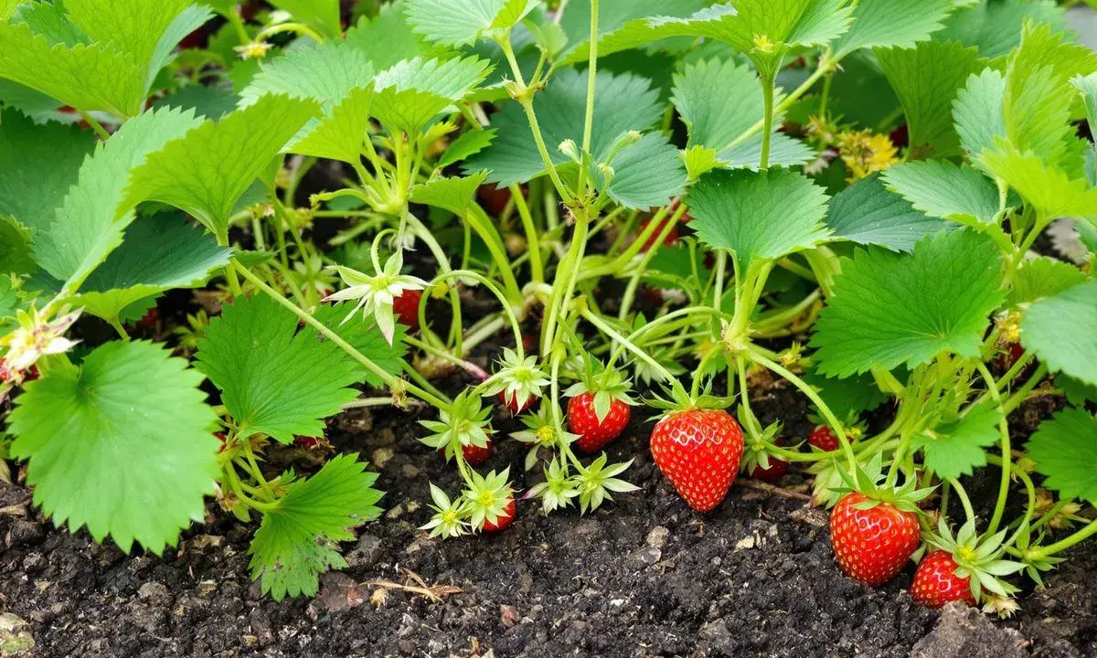 Un fraisier en pleine croissance, avec des feuilles vertes luxuriantes, des fleurs blanches et des fruits rouges mûrs. Un stolon fraisier s'étend sur le sol.