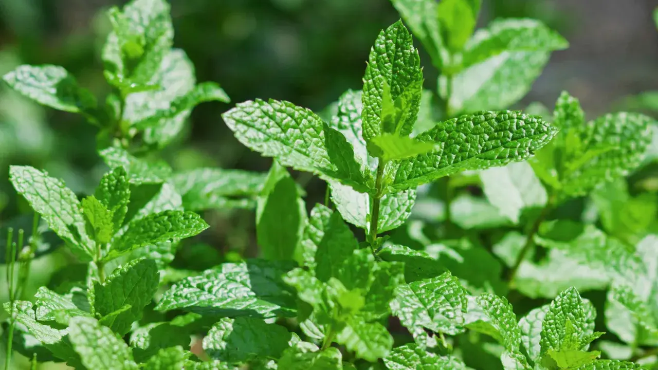 Feuilles de menthe luxuriantes, baignées par le soleil ou à l'ombre, prêtes à parfumer vos plats.