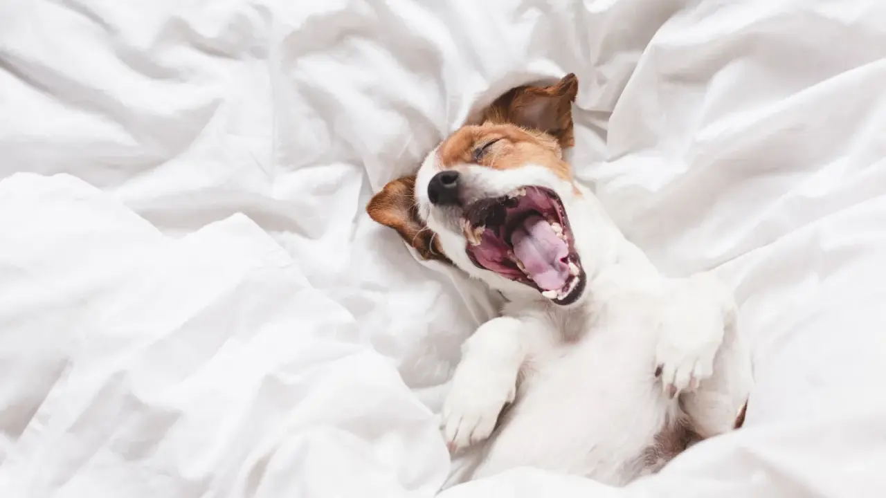 Jack Russell terrier leży na białej pościeli, ziewając szeroko. To taki wycie psa, że aż uszy mu się kładą!