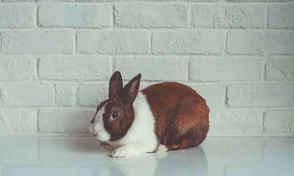 Ein braun-weißes Kaninchen liegt auf einer glatten Oberfläche vor einer weißen Ziegelwand. Seine Augen sind weit geöffnet, ein mögliches Zeichen für Kaninchen Stress Symptome.