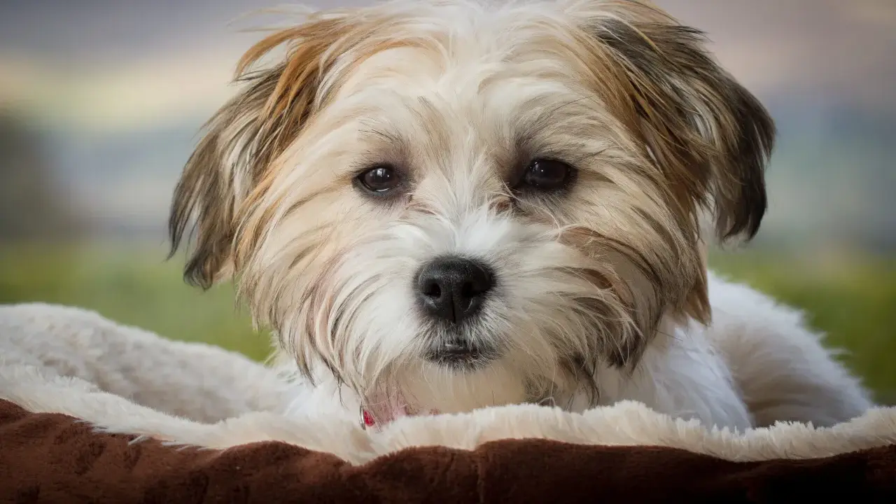 Uroczy bichon frise brązowy z puszystym futerkiem, leżący w miękkim legowisku.