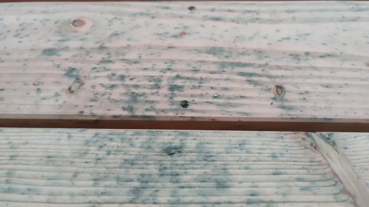 Holzbretter mit blauen Flecken, die auf Schimmelbefall hindeuten. Hier erfahren Sie, wie Sie Schimmel von Holz entfernen mit Hausmitteln.
