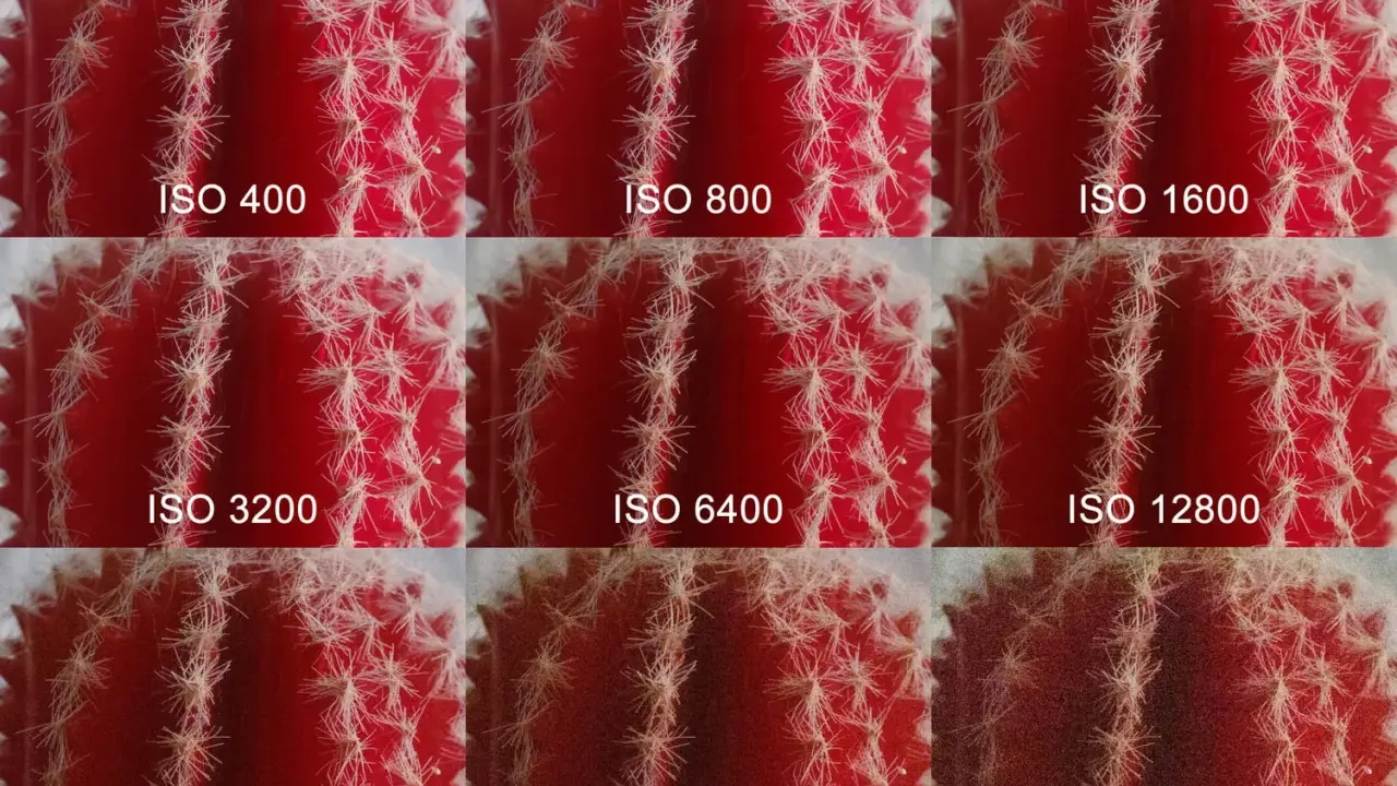 Muestra cómo el ruido aumenta en una foto de cactus al subir el ISO de la cámara, desde ISO 400 hasta ISO 65535.