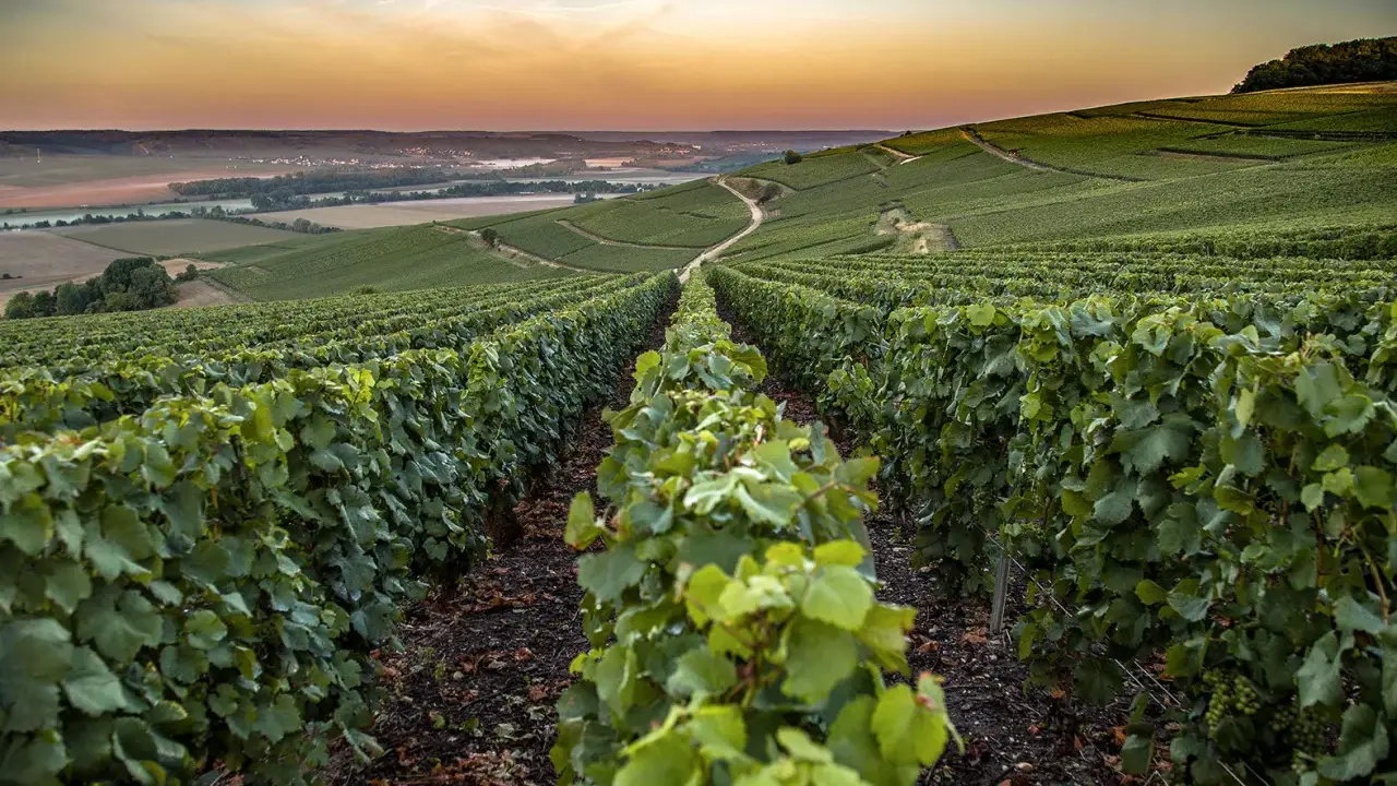 Reihen von grünen Weinreben erstrecken sich über sanfte Hügel im Abendlicht. Hier wachsen die Champagner Rebsorten für edlen Schaumwein.