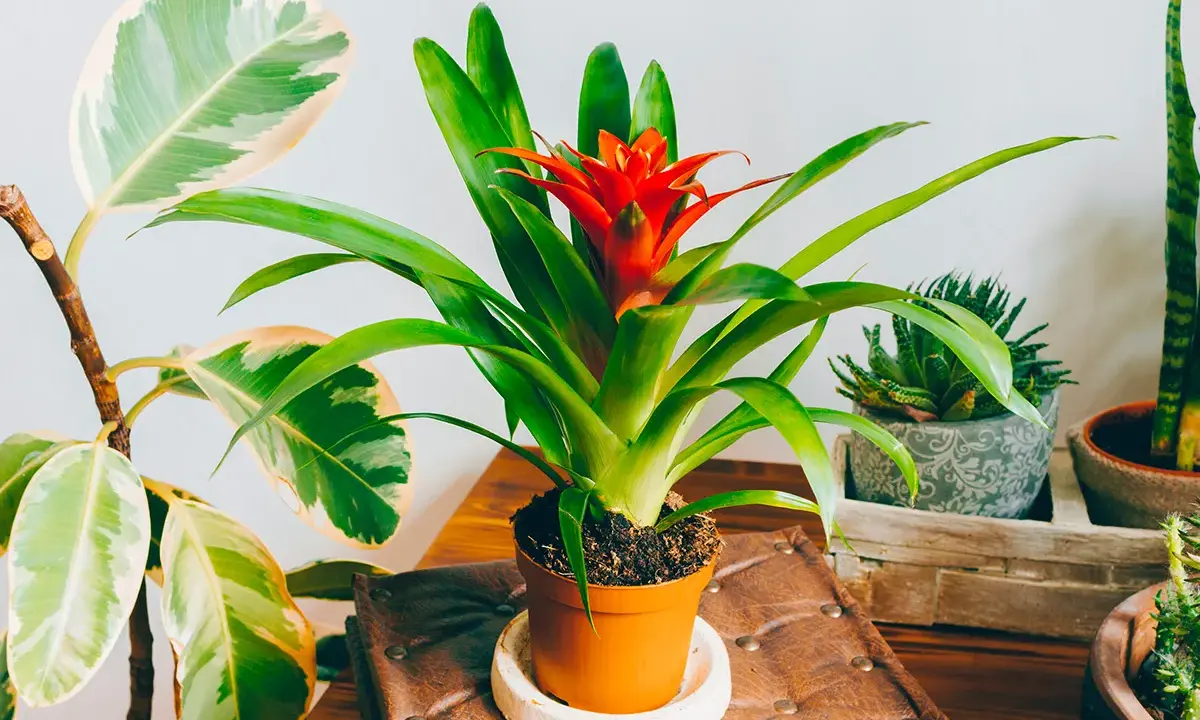 Une bromélia rouge vif au centre, entourée d'autres plantes d'intérieur. L'entretien de cette plante est simple.