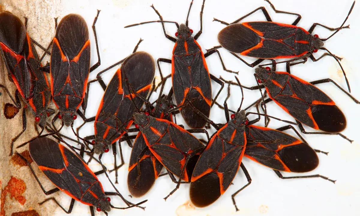 A cluster of brown boxelder bugs with distinctive red markings on their dark bodies.
