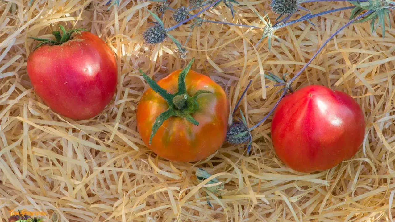 Trois tomates, dont une tomate Anna Russian, reposent sur un lit de paille avec des chardons bleus.