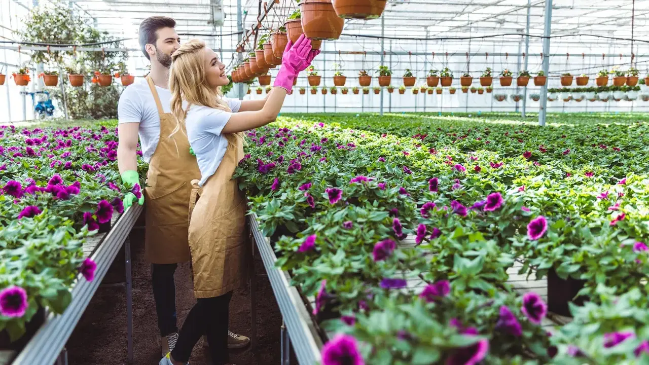 Para pracuje w holenderskiej szklarni, pielęgnując fioletowe kwiaty. Idealna praca dla par holandia.