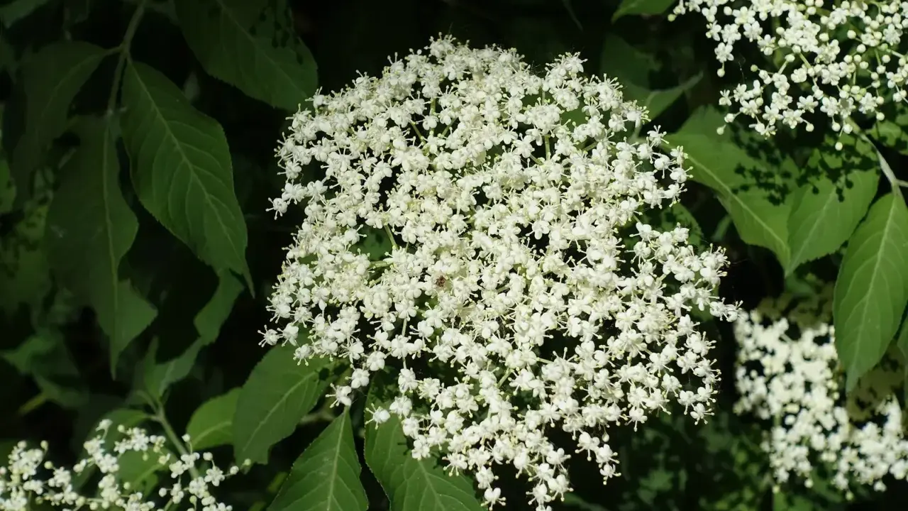 Holunderblüten im Garten: schön, aber die Nachteile sind, dass sie schnell wachsen und sich ausbreiten können.