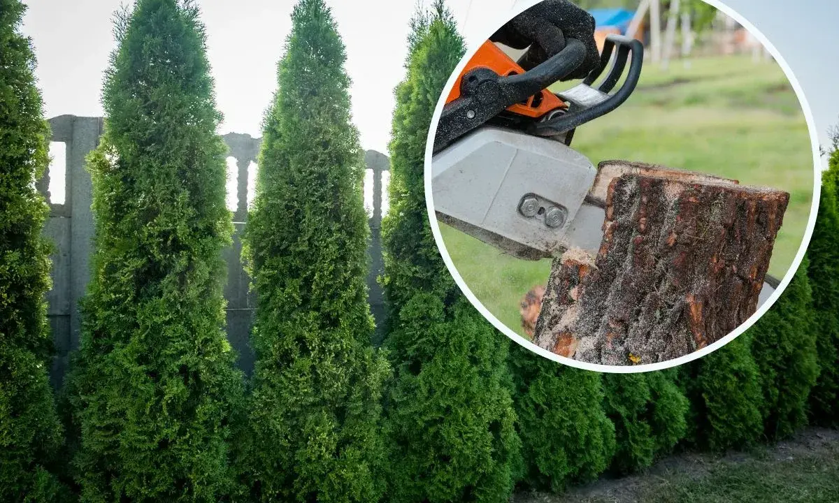 Kara za wycięcie tui bez zezwolenia. Piła łańcuchowa ścina pień drzewa, obok rosną żywopłoty z tui.