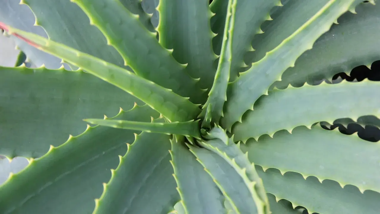 Widok z góry na soczyste, zielone liście aloesu, z charakterystycznymi ząbkami na brzegach. Tak wygląda aloes.