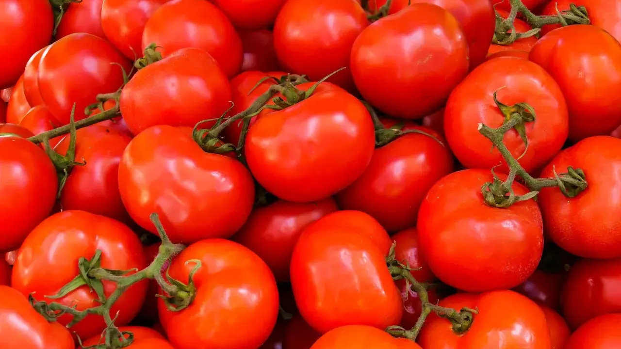 Mnóstwo soczystych, czerwonych pomidorów, idealnych na keto dietę.