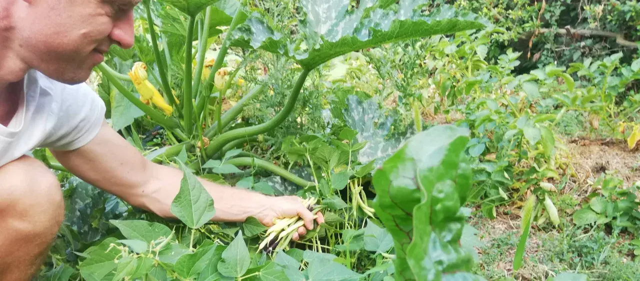 Un homme récolte des haricots verts dans un potager luxuriant.