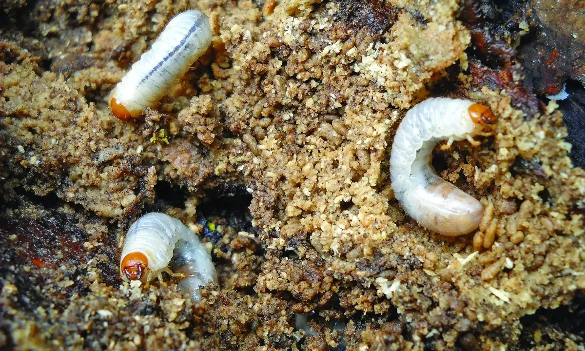 Trois larves de hanneton, blanches et courbées, se nourrissent dans le compost.