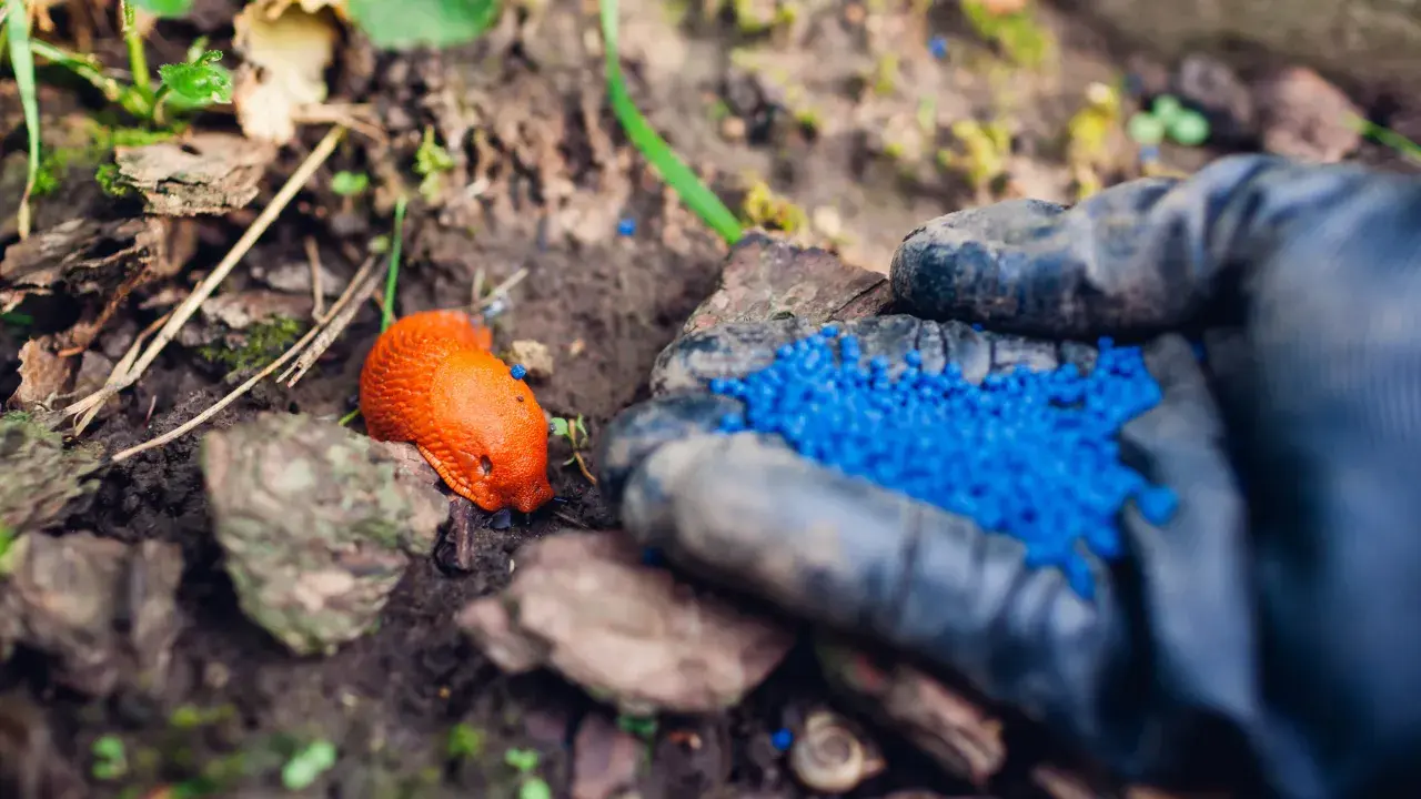 Ręka w rękawiczce rozsypuje niebieskie granulki na ślimaki. Obok leży pomarańczowy ślimak.