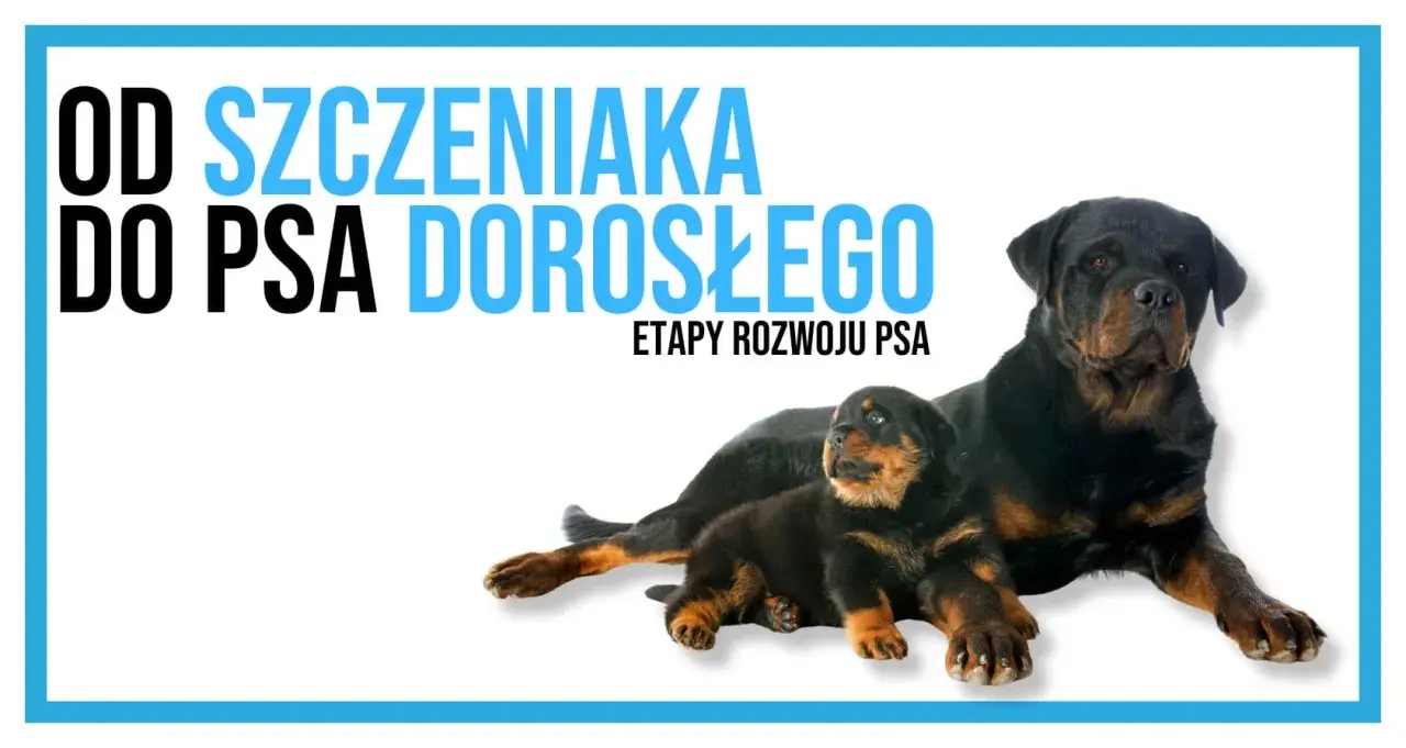Dorosły Rottweiler i szczeniak leżą obok siebie, symbolizując etapy rozwoju psa, od kiedy szczeniaki zaczynają chodzić do dorosłości.