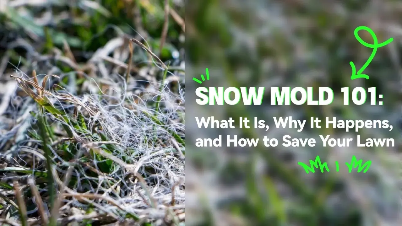 Close-up of grass showing white, web-like strands, indicative of snow mold disease. Text reads "SNOW MOLD 101: What It Is, Why It Happens, and How to Save Your Lawn.