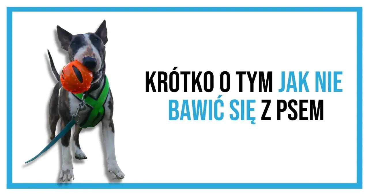 Bullterier z pomarańczową piłką w pysku. Napis: Krótko o tym jak nie bawić się z psem.