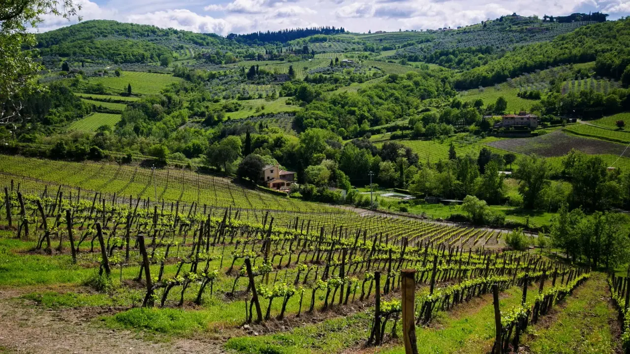 Un tour in Toscana tra dolci colline verdi, vigneti rigogliosi e casali immersi nella natura.
