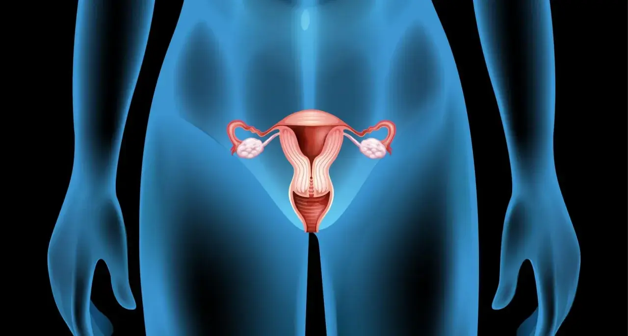 Anatomia kobieca: macica, jajowody, jajniki i pochwa. Różne rodzaje cip są częścią tej złożonej anatomii.