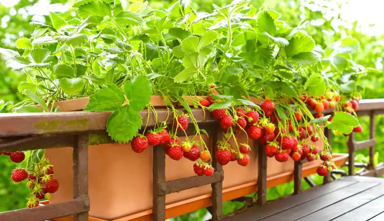 Un bac de balcon débordant de fraises rouges et juteuses, une belle variete de fraise prête à être cueillie.