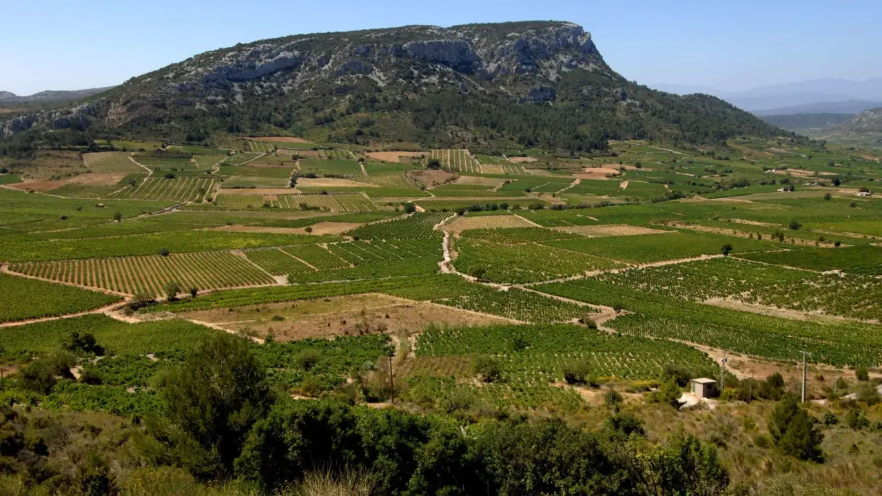 Vastes vignobles en terrasses au pied d'une montagne rocheuse sous un ciel bleu.