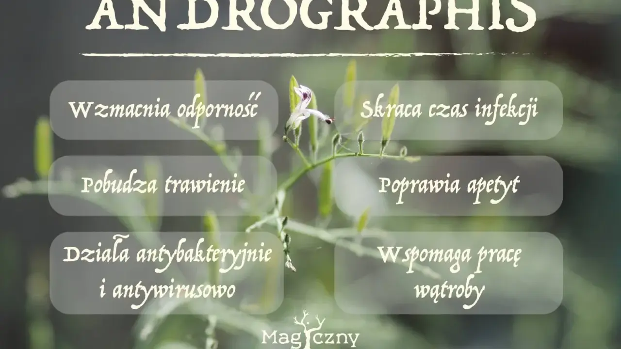 Brodziuszka wiechowata: wzmacnia odporność, skraca infekcje, działa antybakteryjnie i antywirusowo. Wspomaga trawienie i pracę wątroby.
