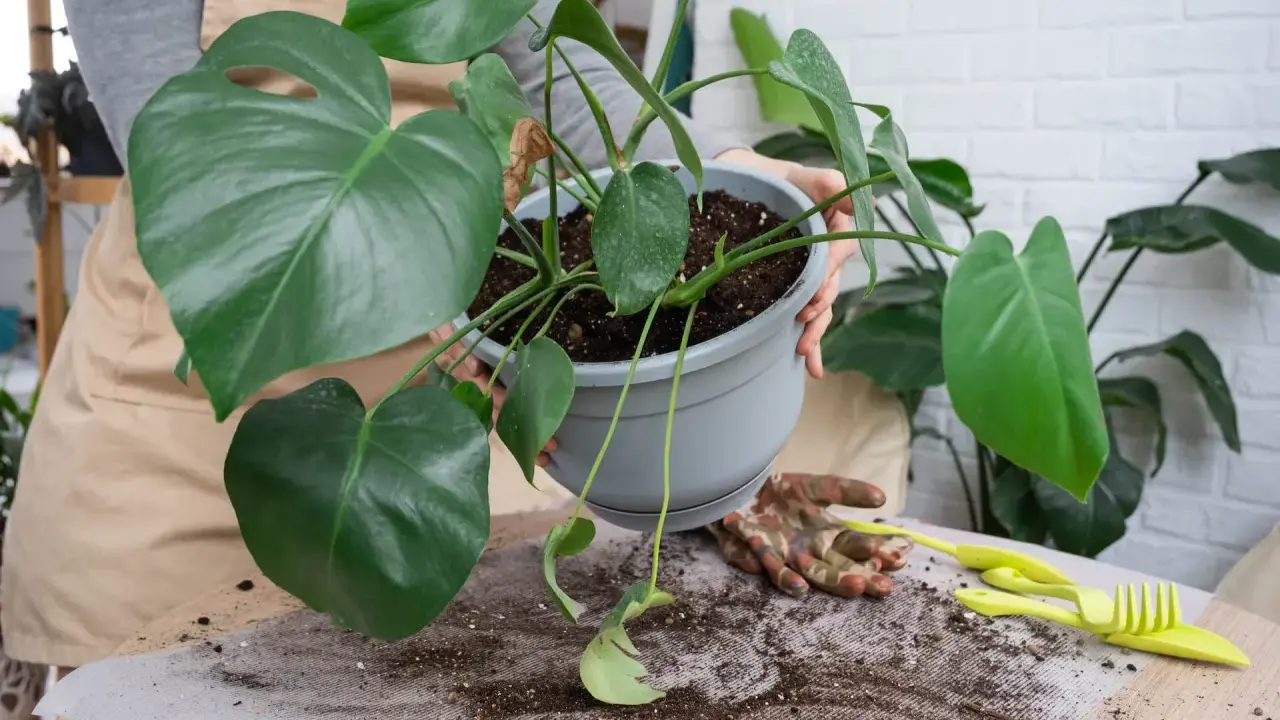 Monstera w nowej doniczce. Przesadzanie monstery po zakupie to ważny krok dla jej zdrowia.