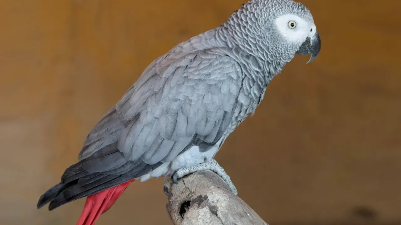 Un elegante uccello cenerino, con piume grigie e una coda rossa vivace, posa su un ramo.