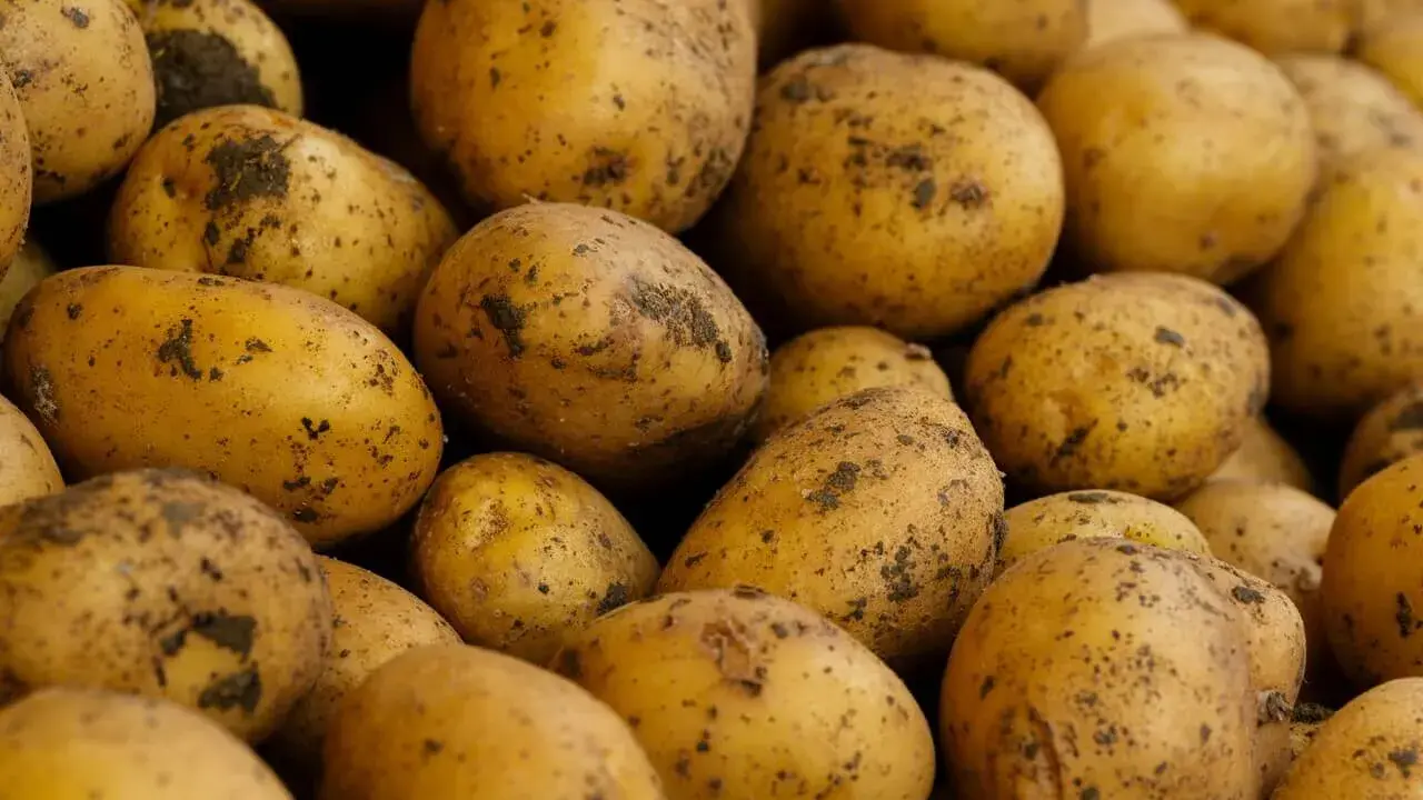 Góra ziemniaków, które po ugotowaniu z solą mają ok. 80 kcal na 100g.