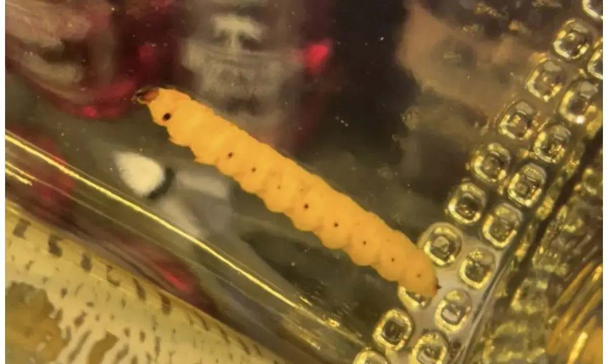 Ein gelber, segmentierter Wurm, der an einen **tequila wurm** erinnert, liegt in einer goldenen Flüssigkeit neben einer strukturierten Oberfläche.
