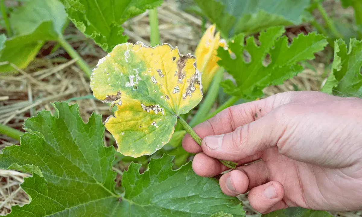 Main d'un jardinier examinant une courgette feuille jaune, montrant des signes de maladie ou de carence.