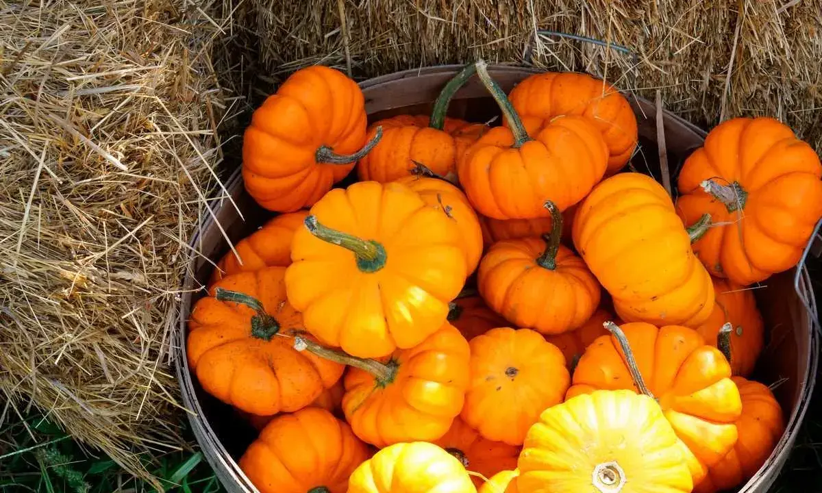 Un panier débordant de petites courges Jack-o'-lantern, aux couleurs vives, posé sur de la paille.