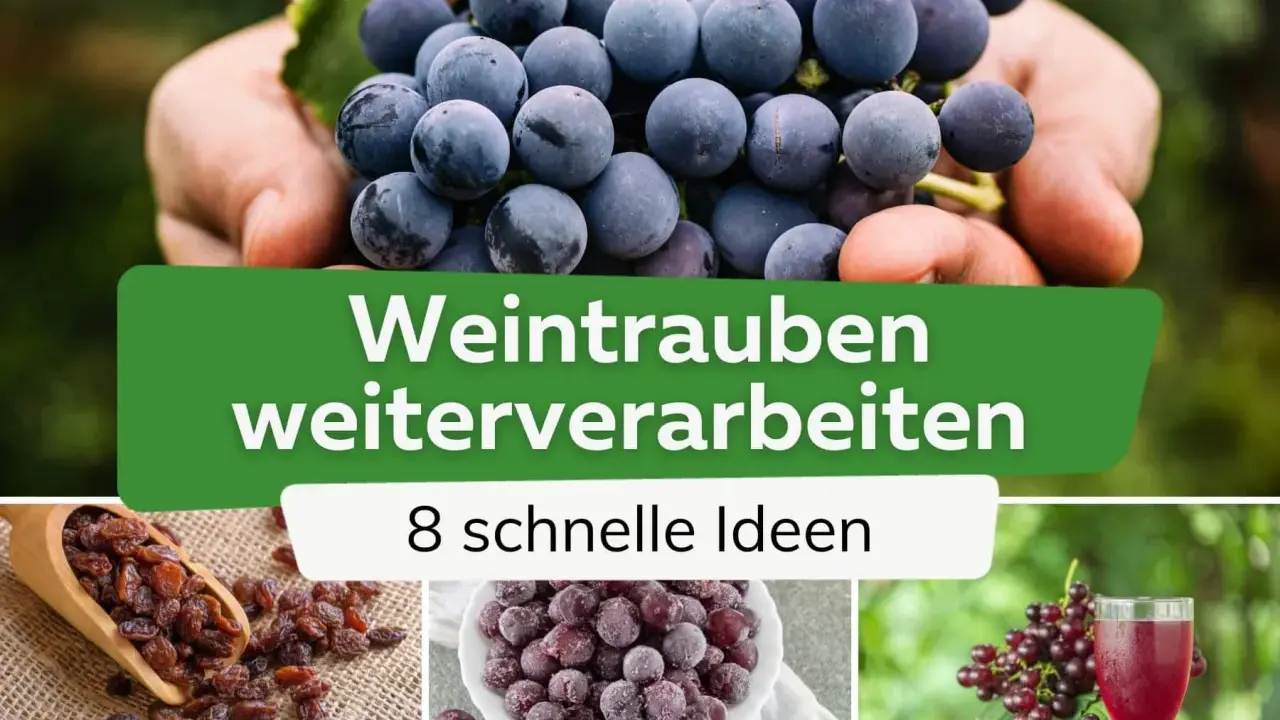 Frische Trauben in Händen, Rosinen, gefrorene Beeren und Traubensaft – Ideen, wie Sie Weintrauben weiterverarbeiten können.